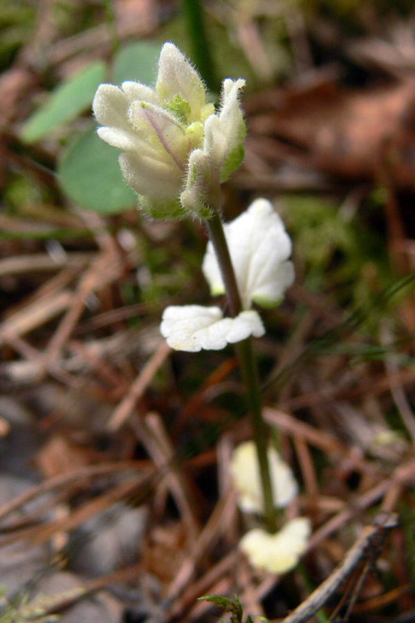 Image of Glechoma hederacea specimen.