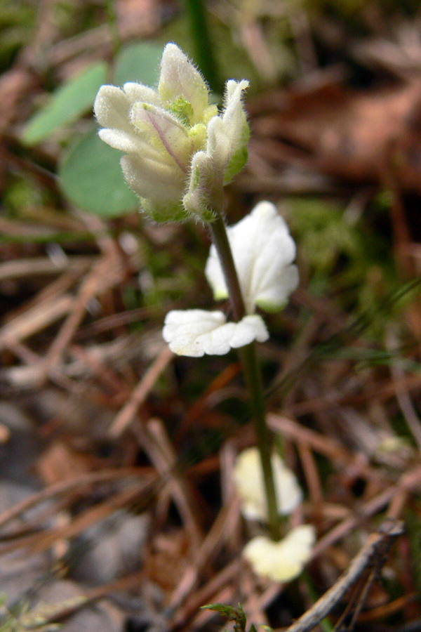 Изображение особи Glechoma hederacea.