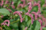 genus Persicaria