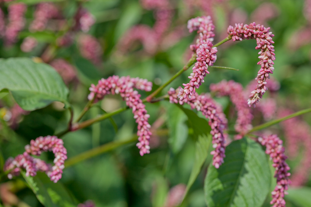 Изображение особи род Persicaria.