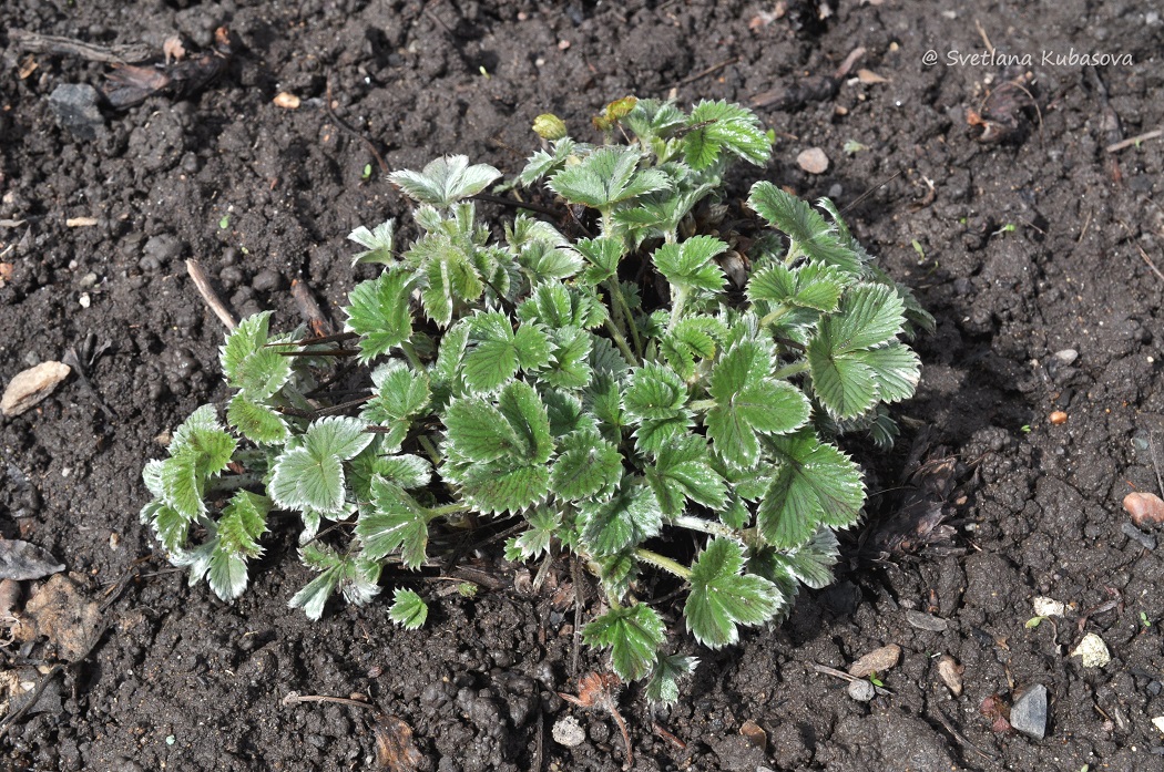 Image of Potentilla argyrophylla var. atrosanguinea specimen.