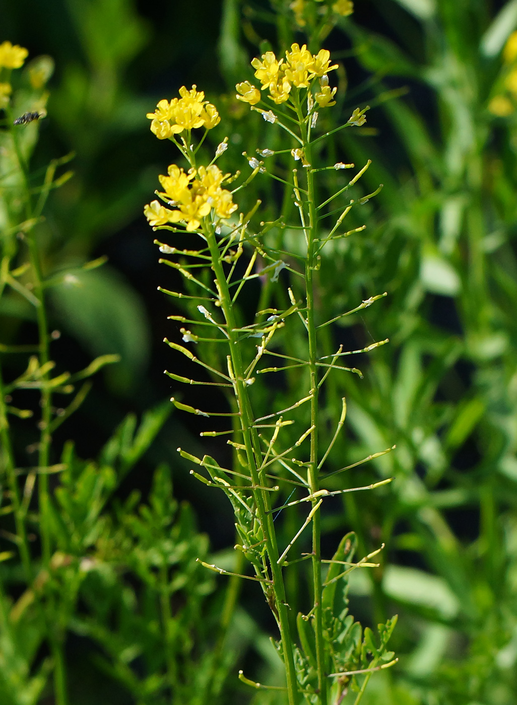 Изображение особи Rorippa sylvestris.