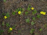 Potentilla flagellaris. Части цветущих побегов. Иркутская обл., Шелеховский р-н, окр. с. Введенщина, высокий берег р. Иркут, сосновый лес, у лесной тропинки. 11.06.2017.