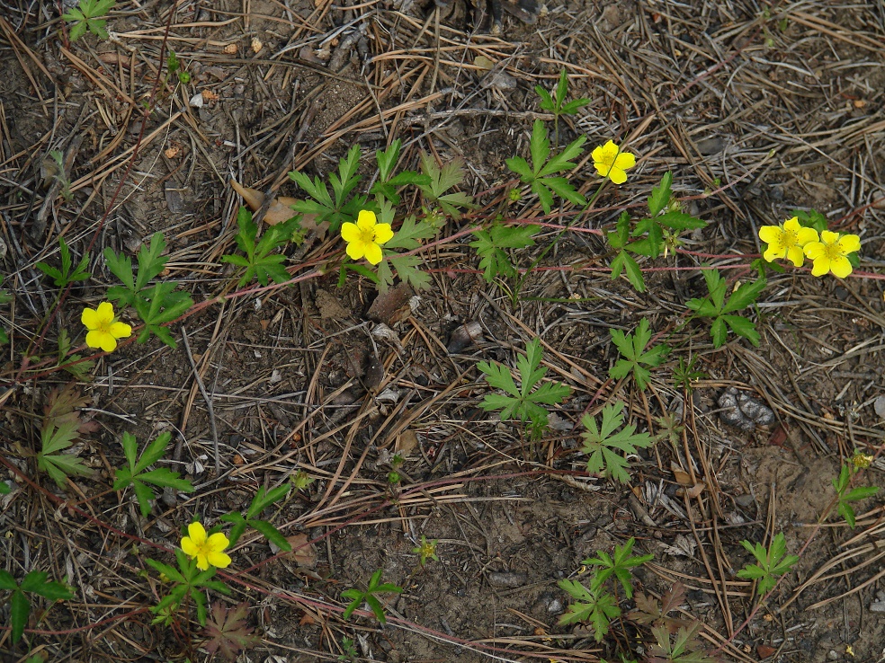 Изображение особи Potentilla flagellaris.