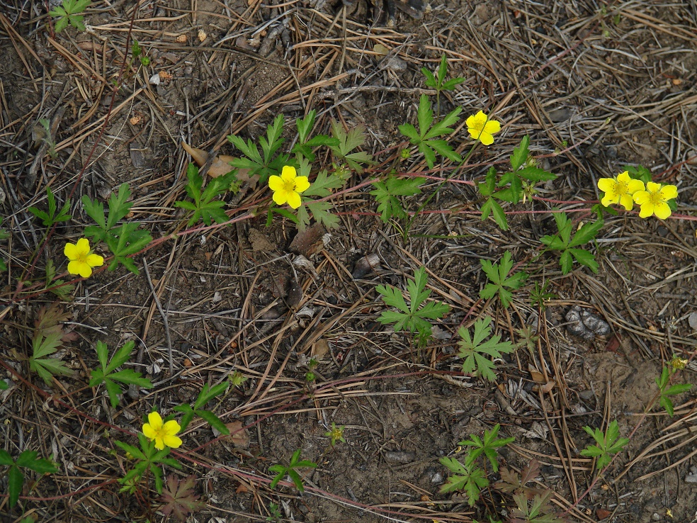 Image of Potentilla flagellaris specimen.