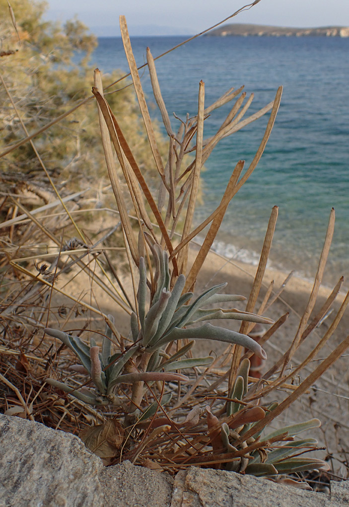 Image of Matthiola incana specimen.