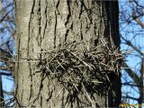 Gleditsia triacanthos. Часть ствола с колючками. Украина, г. Николаев, Заводской р-н, парк \"Лески\". 28.12.2017.