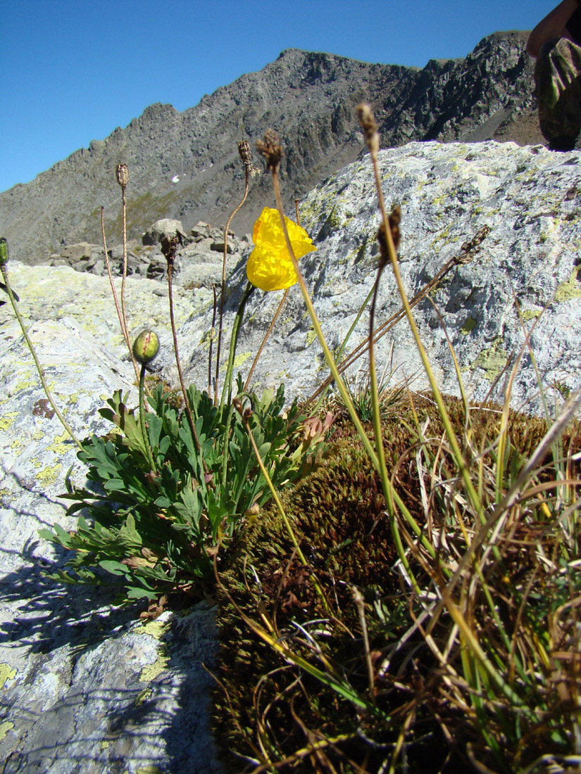 Изображение особи Papaver croceum.