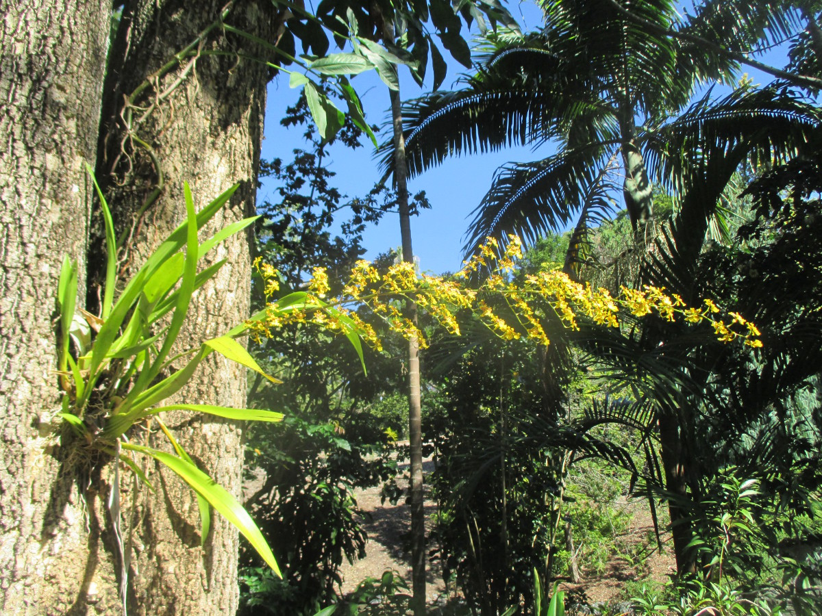 Image of Oncidium cebolleta specimen.