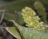 Sansevieria liberica