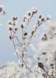 Centaurea adpressa. Верхушка отплодоносившего растения в инее. Алтайский край, Благовещенский р-н; Кулундинская степь, Центральная Кулунда, бассейн р. Кучук, восточные окр. оз. Кучукское. 6 января 2018 г.