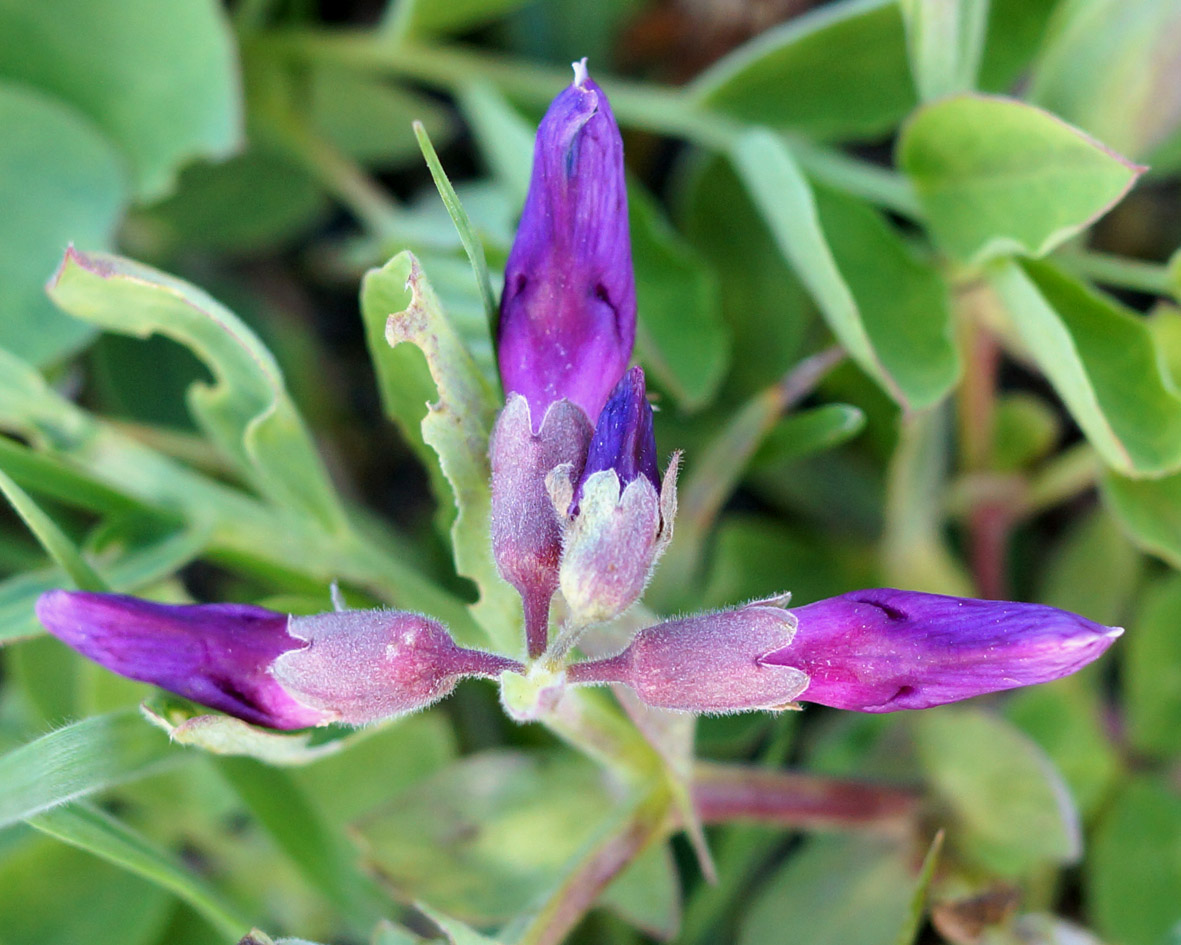 Image of Lathyrus japonicus specimen.