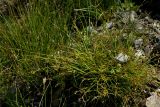 Carex cretica
