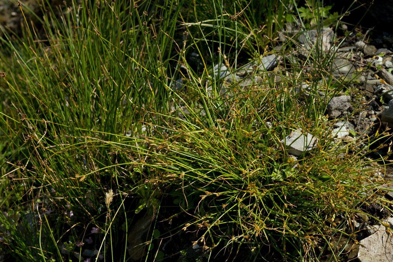 Изображение особи Carex cretica.