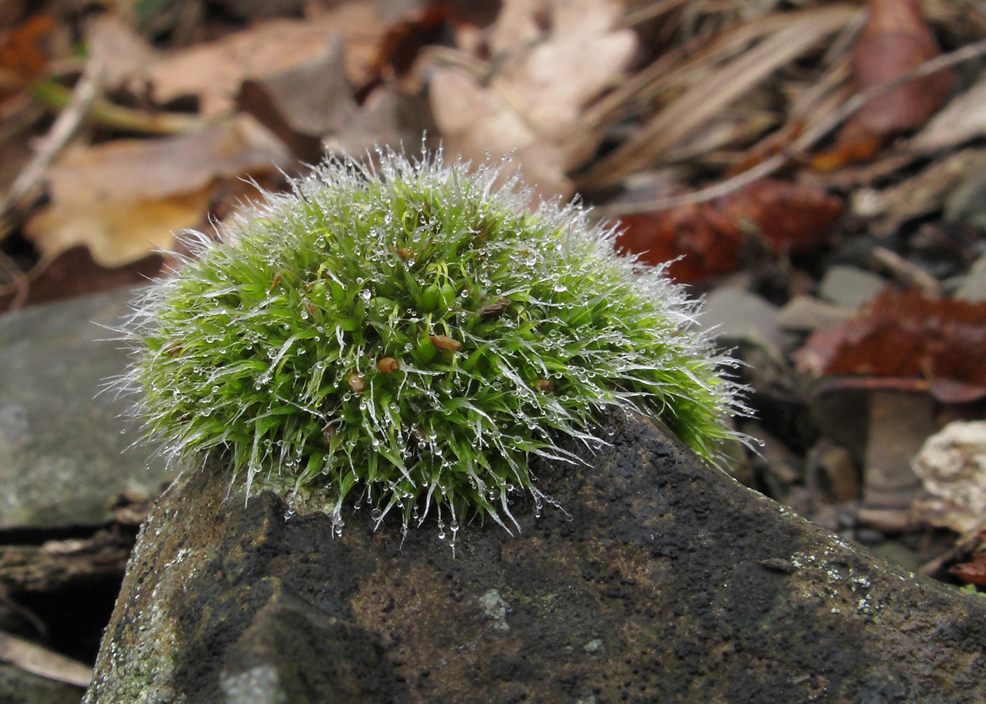 Image of genus Grimmia specimen.