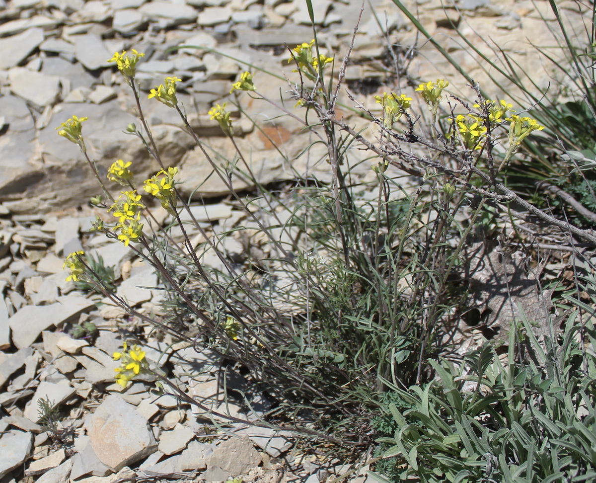 Изображение особи Erysimum ischnostylum.