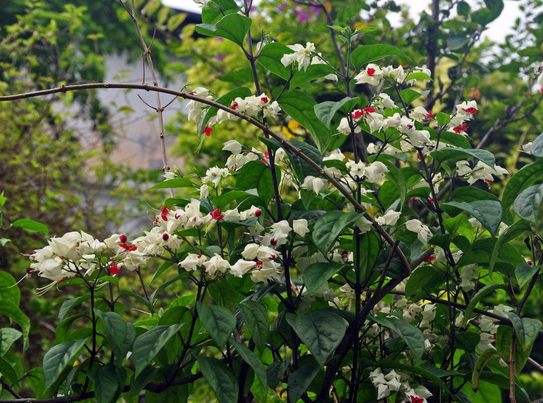 Image of Clerodendrum thomsoniae specimen.