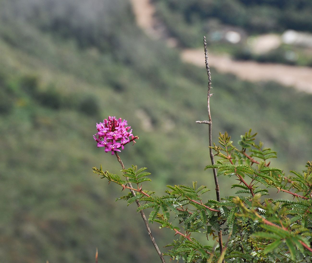 Image of Epidendrum secundum specimen.