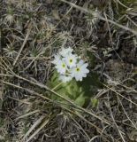 genus Primula. Цветущее растение. Кабардино-Балкария, Эльбрусский р-н, склон горы Чегет, субальпийский луг. 09.06.2009.