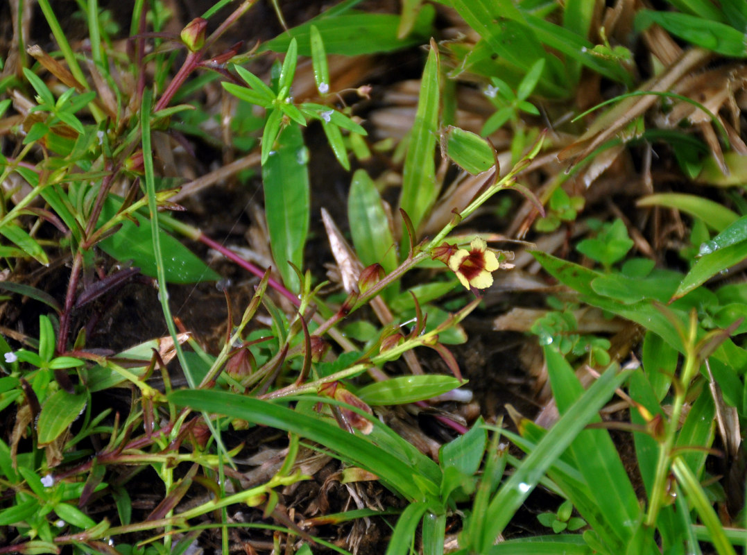 Image of Centranthera tranquebarica specimen.