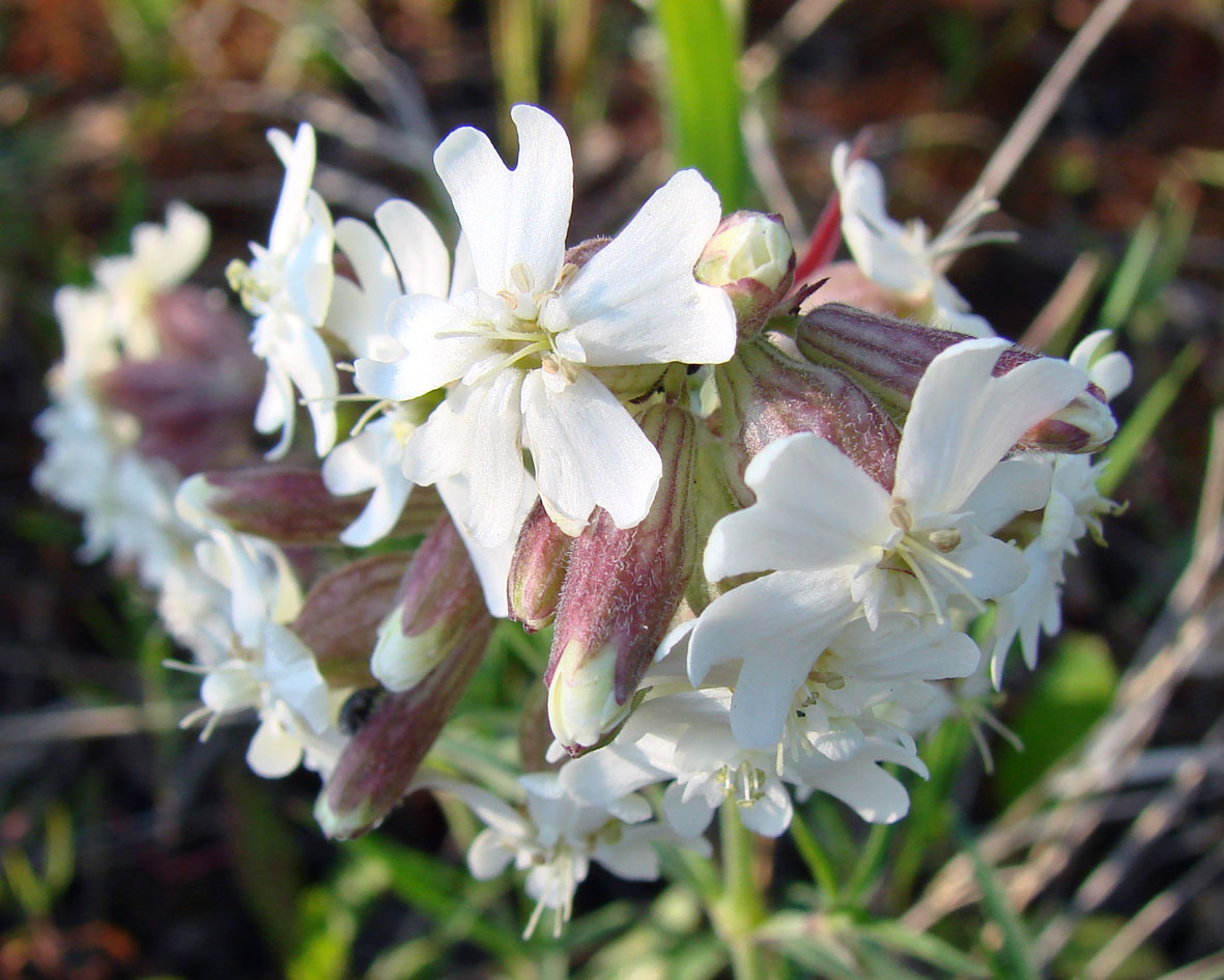 Image of Silene amoena specimen.