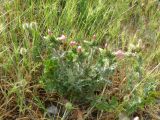 Carduus arabicus