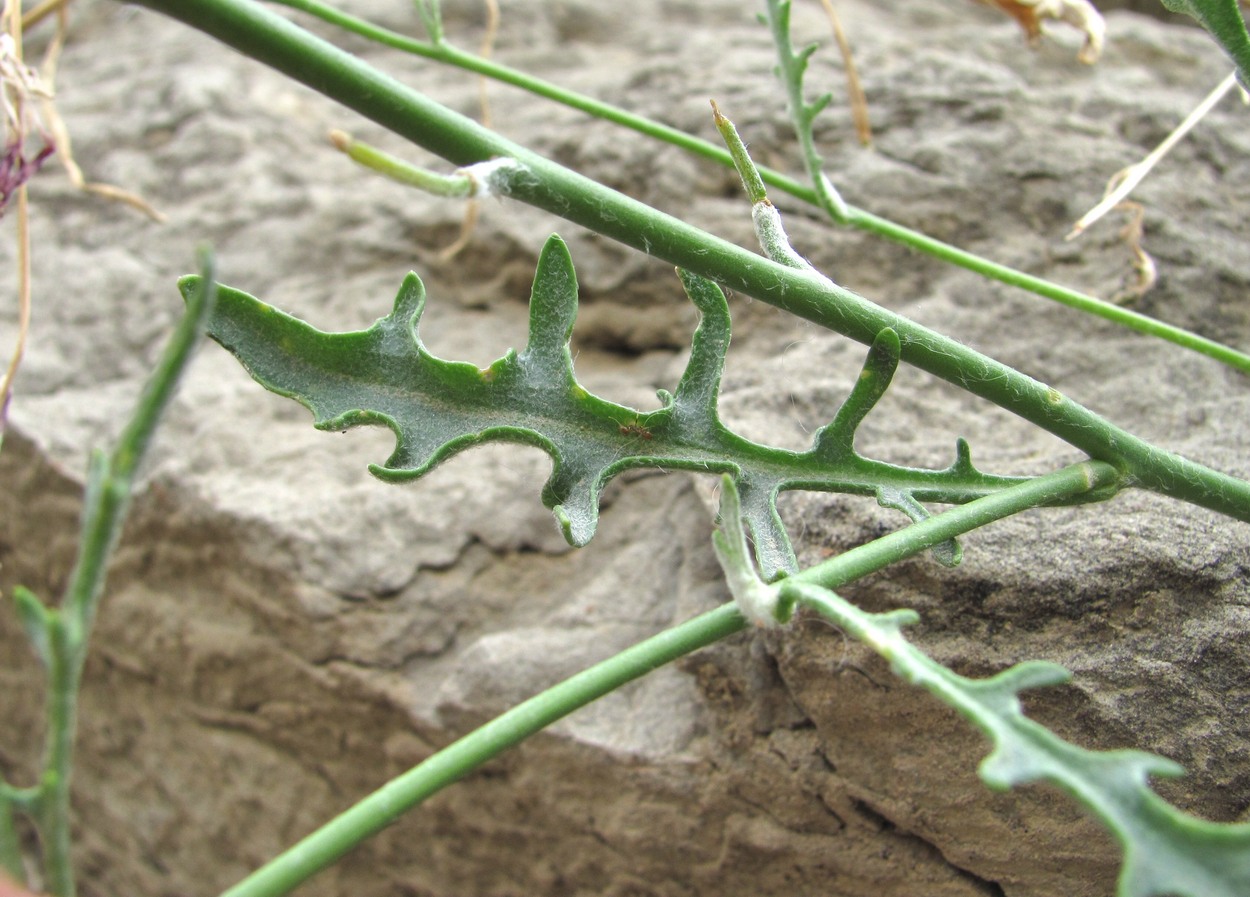 Image of Matthiola caspica specimen.