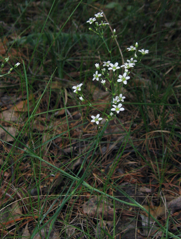 Изображение особи Eremogone saxatilis.