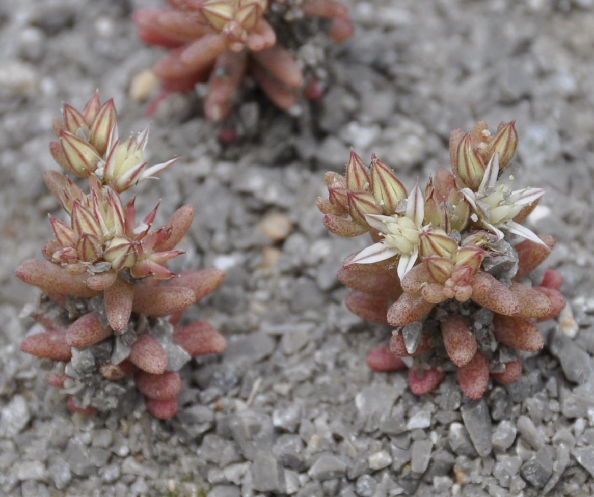 Изображение особи Sedum rubens.