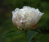 Paeonia lactiflora. Цветок (махровый культивар). Московская обл., Раменский р-н, окр. дер. Хрипань, садовый участок. 13.06.2018.