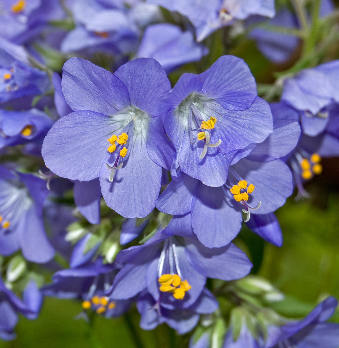 Изображение особи род Polemonium.