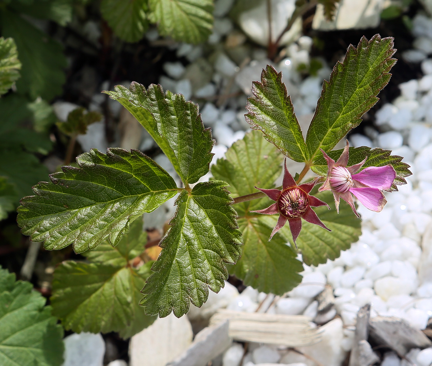 Image of Rubus arcticus specimen.