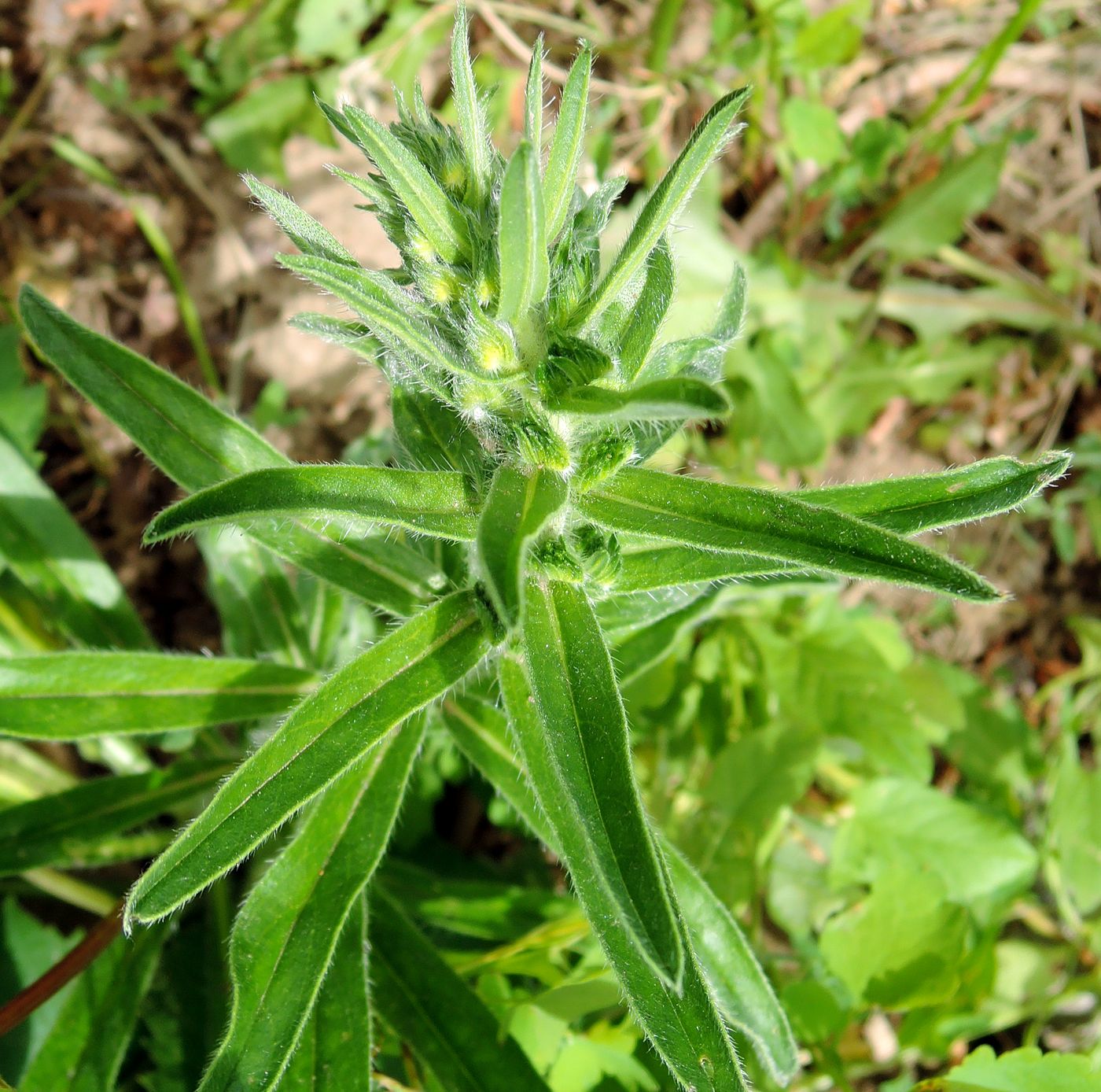 Image of Echium vulgare specimen.