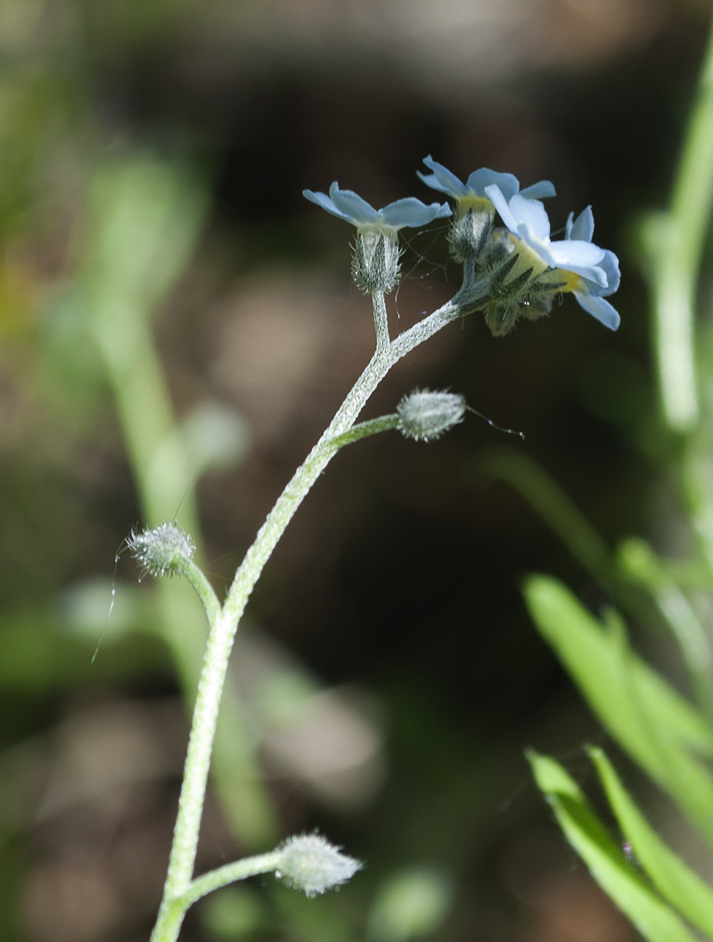 Изображение особи Myosotis decumbens.