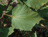 Hibiscus moscheutos. Лист. Украина, г. Запорожье, Прибрежная автомагистраль, цветник. 15.07.2018.