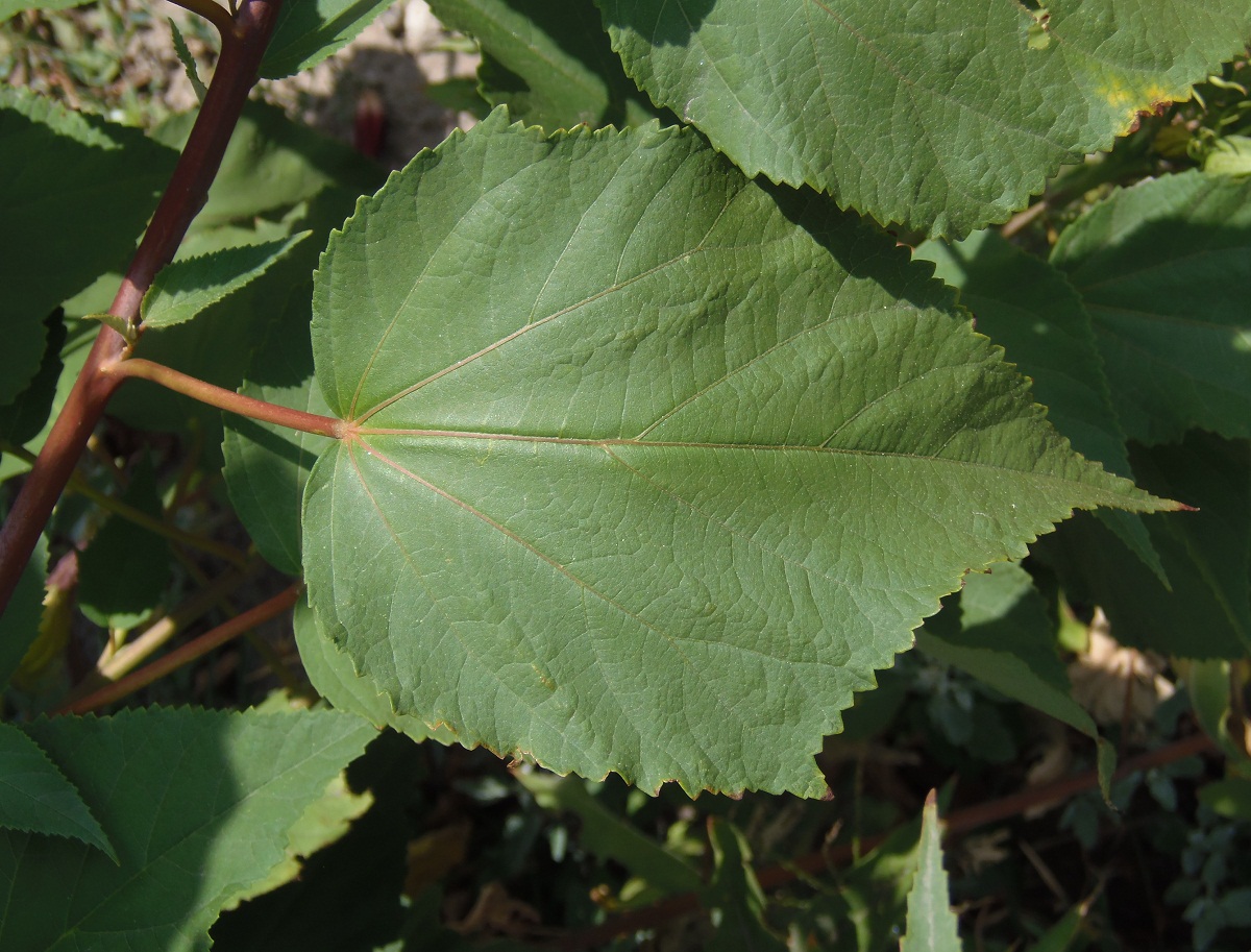 Image of Hibiscus moscheutos specimen.
