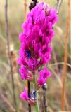 Oxytropis kasakorum