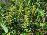 Salix hastata