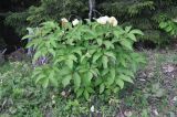 Paeonia macrophylla. Цветущее растение. Грузия, Боржоми-Харагаульский национальный парк, маршрут №1; гребень горного отрога, край поляны рядом с Picea orientalis ≈ 1850 м н.у.м. 25.05.2018.