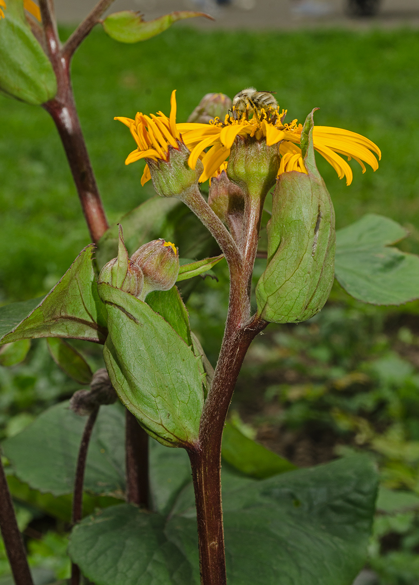 Изображение особи Ligularia dentata.