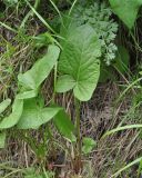 genus Rumex