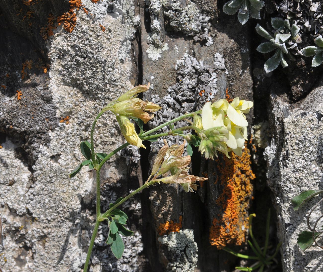 Image of Medicago glutinosa specimen.