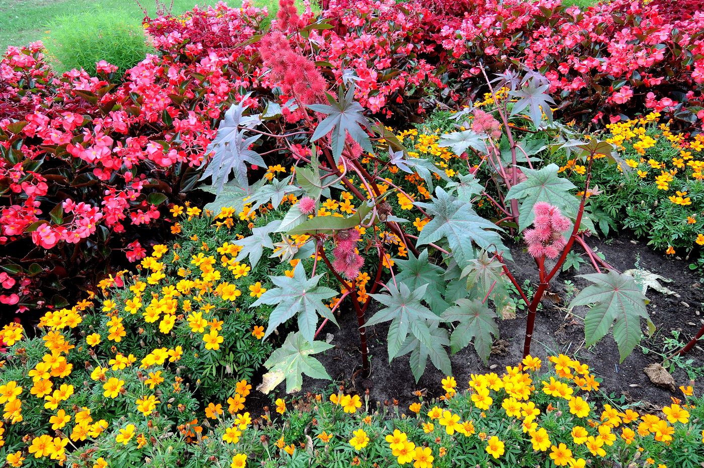 Изображение особи Ricinus communis.