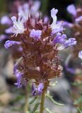 Coris monspeliensis