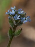 Myosotis micrantha. Соцветие (общая ширина 7 мм). Киев, Святошино, сухая поляна в сосновом лесу. 6 июня 2010 г.