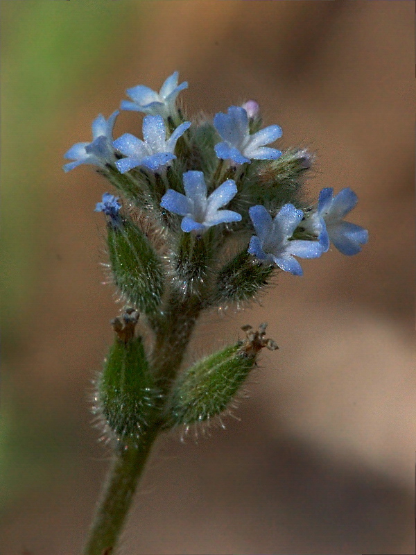 Изображение особи Myosotis micrantha.