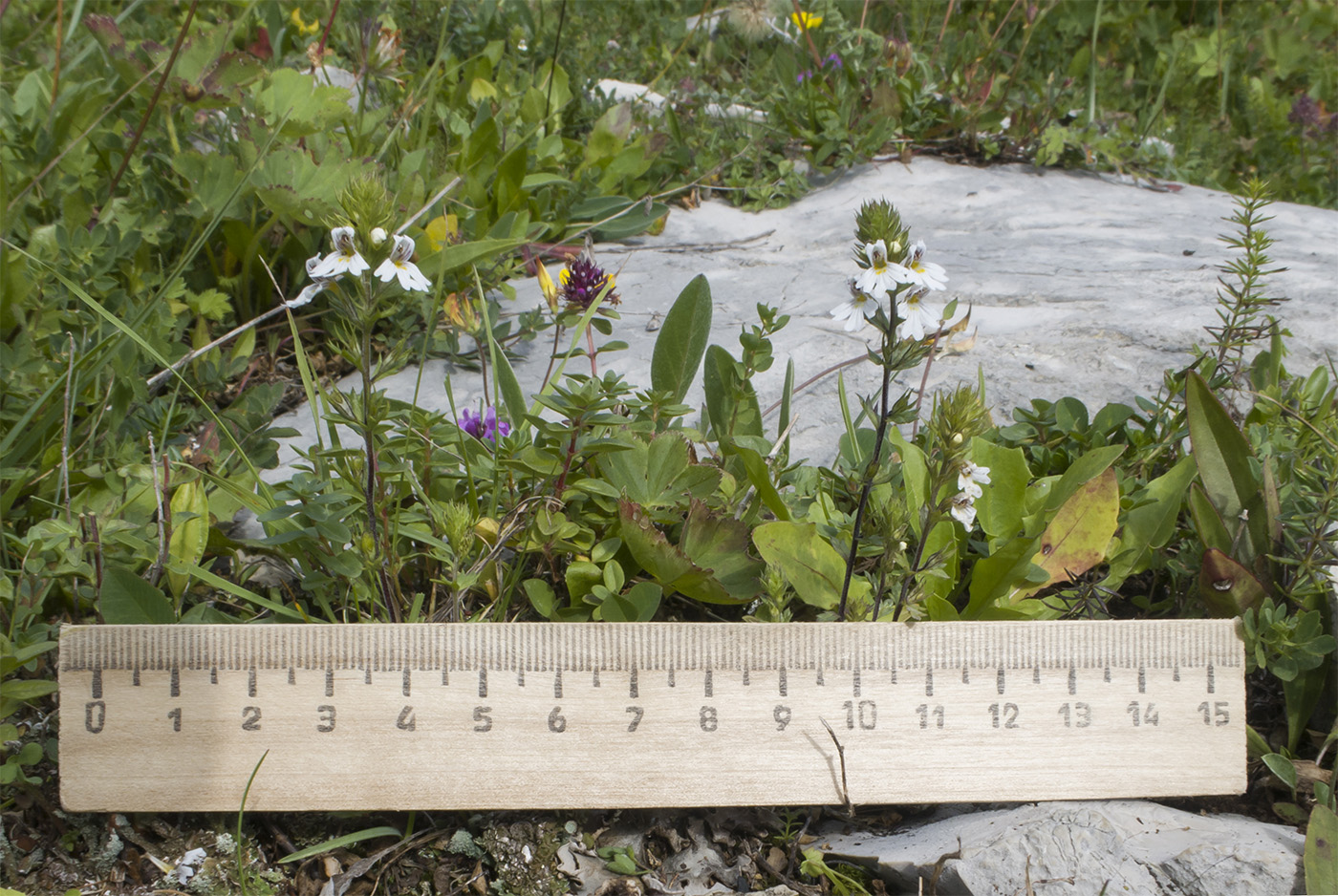 Image of Euphrasia petiolaris specimen.