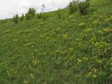 Coronilla coronata