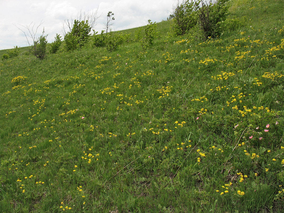 Изображение особи Coronilla coronata.