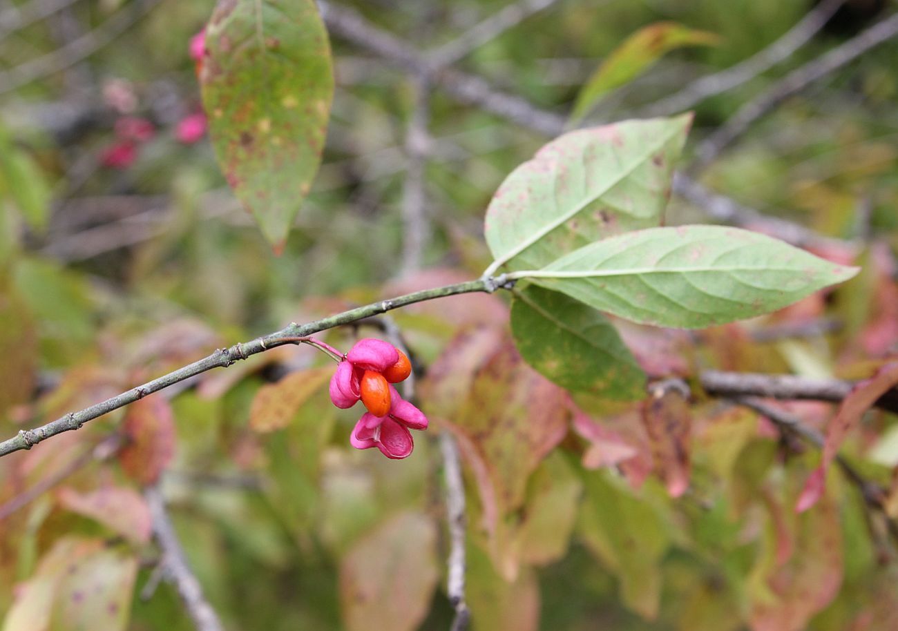 Изображение особи Euonymus europaeus.